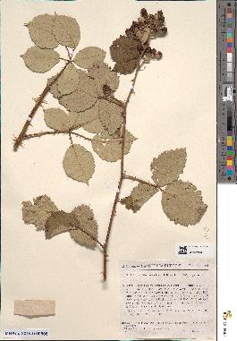 spécimen de Rubus robustus