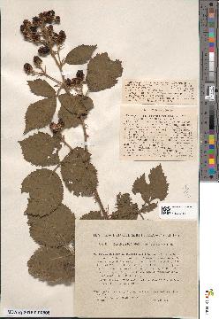 spécimen de Rubus robustus