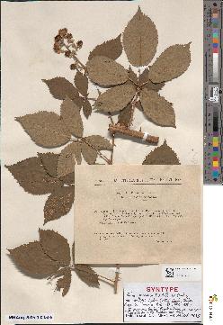 spécimen de Rubus occiduus