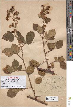 spécimen de Rubus occiduus