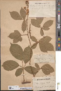 spécimen de Rubus occiduus