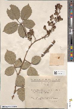 spécimen de Rubus occiduus