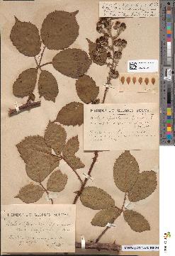 spécimen de Rubus occiduus