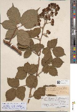 spécimen de Rubus granulatus