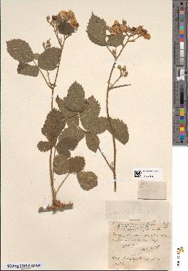 spécimen de Rubus × fuscibracteus