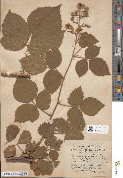spécimen de Rubus × drymophiloides