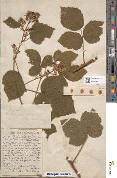 spécimen de Rubus × axillariflorus