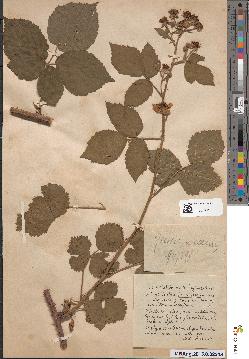 spécimen de Rubus × axillariflorus