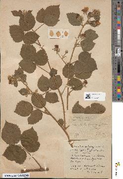 spécimen de Rubus × axillariflorus