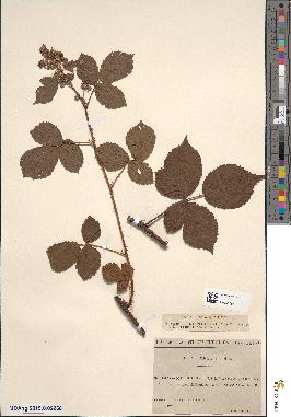 spécimen de Rubus adenoleucus