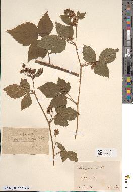 spécimen de Rubus adenoleucus