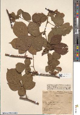 spécimen de Rubus oreogeton