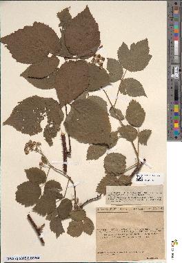 spécimen de Rubus × idaeiformis