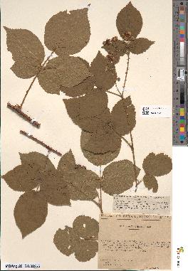 spécimen de Rubus pilosus