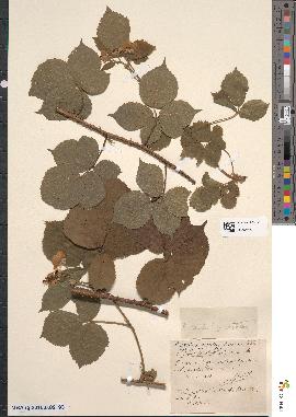 spécimen de Rubus scabrosus