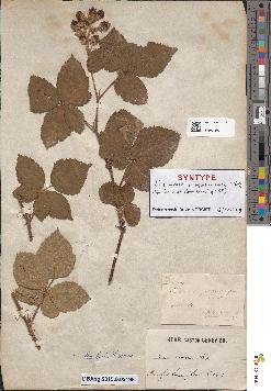 spécimen de Rubus scabrosus