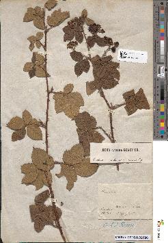 spécimen de Rubus scabrosus