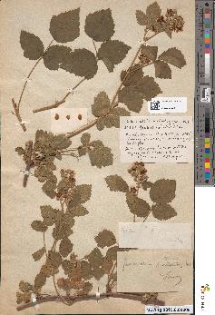 spécimen de Rubus cuspidatus