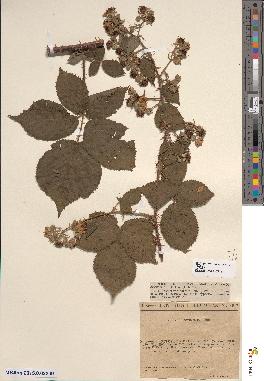 spécimen de Rubus cuspidatus