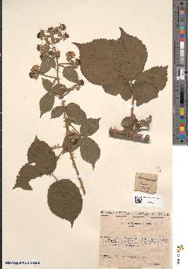 spécimen de Rubus cuspidatus