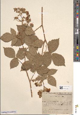 spécimen de Rubus cuspidatus