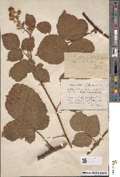 spécimen de Rubus × spinescens