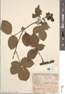 spécimen de Rubus × ancistrophorus