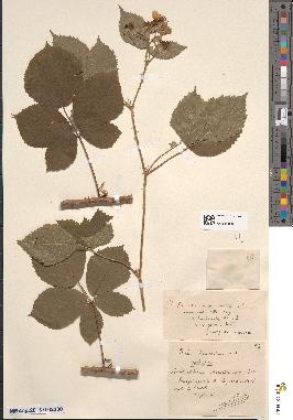 spécimen de Rubus × hirticaulis