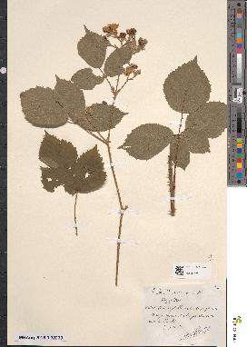 spécimen de Rubus × hirticaulis