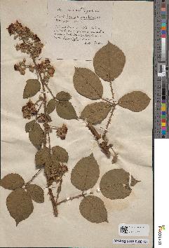 spécimen de Rubus rhamnifolius