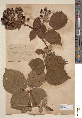 spécimen de Rubus imbricatus