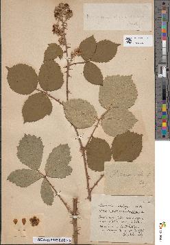 spécimen de Rubus ulmifolius x mercieri