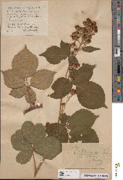 spécimen de Rubus mercieri