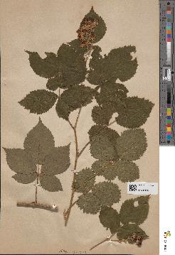 spécimen de Rubus mercieri