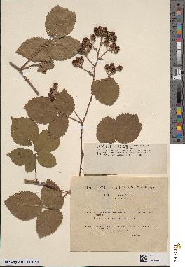 spécimen de Rubus imbricatus