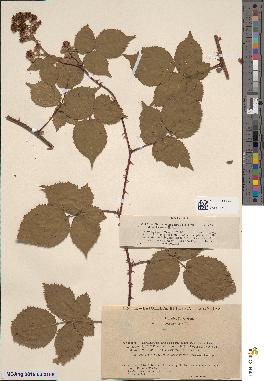 spécimen de Rubus imbricatus