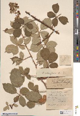 spécimen de Rubus ulmifolius