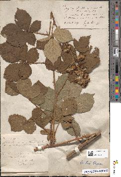 spécimen de Rubus lacertosus