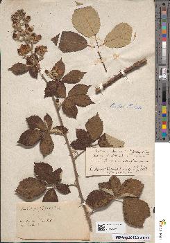 spécimen de Rubus × bosquetianus