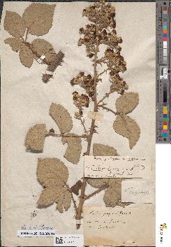 spécimen de Rubus × bosquetianus