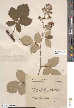 spécimen de Rubus × bosquetianus