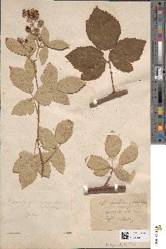 spécimen de Rubus × latistipulus