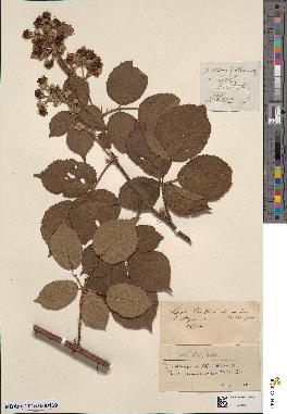 spécimen de Rubus rhamnifolius