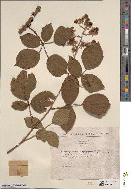 spécimen de Rubus rhamnifolius