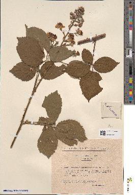 spécimen de Rubus imbricatus