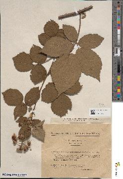 spécimen de Rubus imbricatus