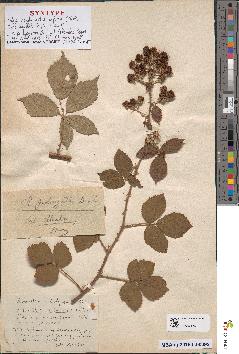 spécimen de Rubus prolongatus