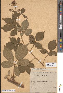 spécimen de Rubus lasiothyrsus