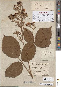 spécimen de Rubus albiflorus