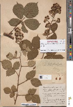 spécimen de Rubus × confertus